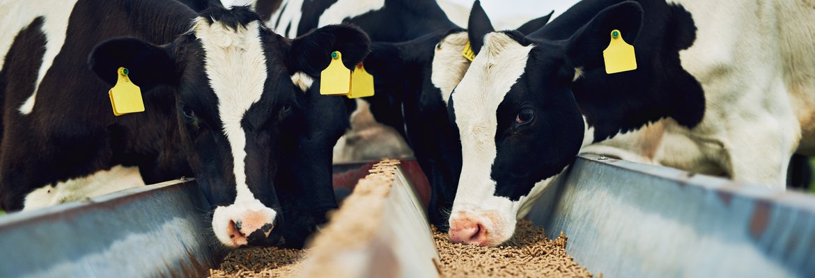 Наши коровы Наши коровы